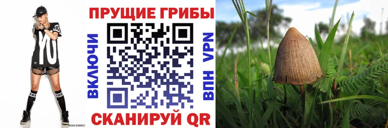 ссылка на мегу зеркало  купить закладку  мориарти как зайти  Псилоцибиновые грибы GOLDEN TEACHER  Мостовской 